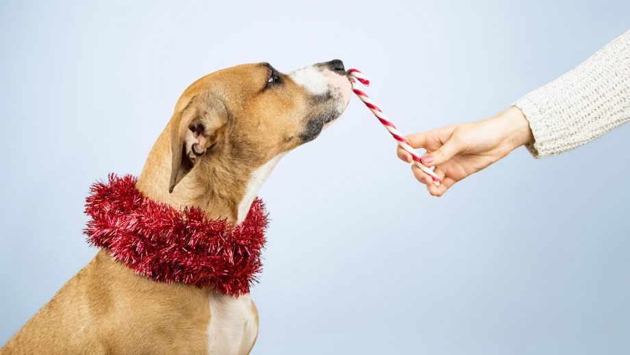 Best dog treats healthy snacks to encourage good behaviour