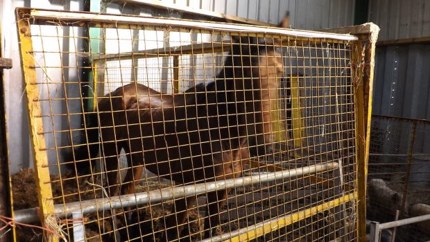 A woman has been sentenced after keeping horses in unacceptable conditions, as pictured, and for failing to meet the needs of 13 horses, in an RSPCA prosecution case