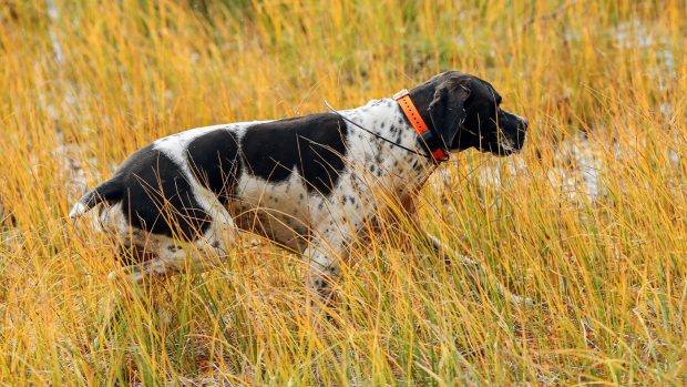 English pointer wearing one of the best pet trackers for dogs