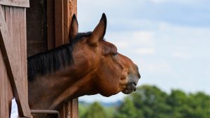 Horse leaning out of a stable window