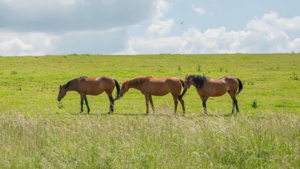 Horses pictured grazing. Researchers have looked at human behaviour change surrounding equine obesity in a new study.