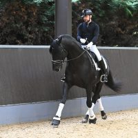 A horse being ridden in renvers