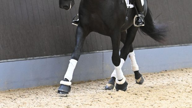 A horse being ridden in renvers