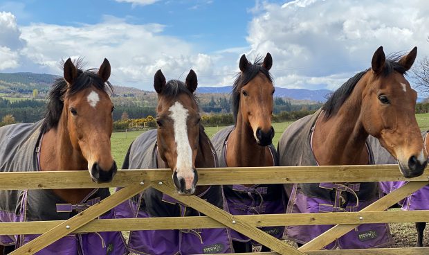 Former racehorses Brook, Delatite, Can Can Dream and Intiwin at HorseBack UK