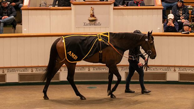 Filly Alcohol Free, led by Rachel Davies, in the sales ring at Tattersalls, where she sold for 5.4 million guineas