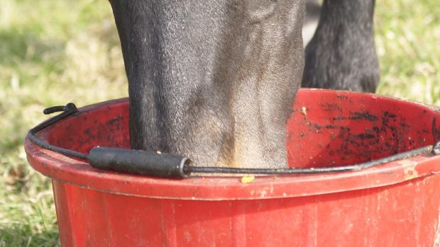 best rehydration mashes horses