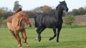 Two mares pulling moody faces in a field