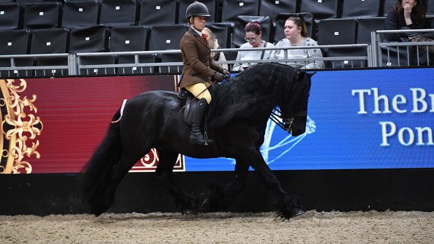 Nipna Midnight Rambler is the top Dales pony in the 2022 BSPS Heritage M&M supreme ridden final