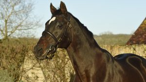 Kayf Tara, pictured being held with his ears pricked and with a clear blue sky behind him, has died aged 28