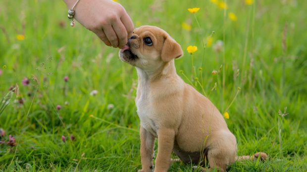 A pug puppy receiving a training treat for sitting