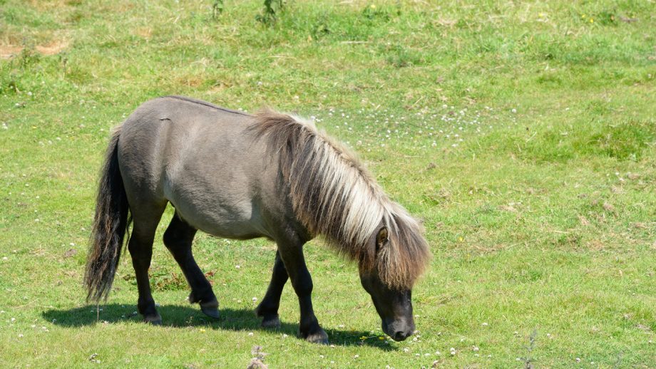 How to reduce the risk of laminitis in horses Horse & Hound