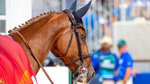 Competition horse ready to perform