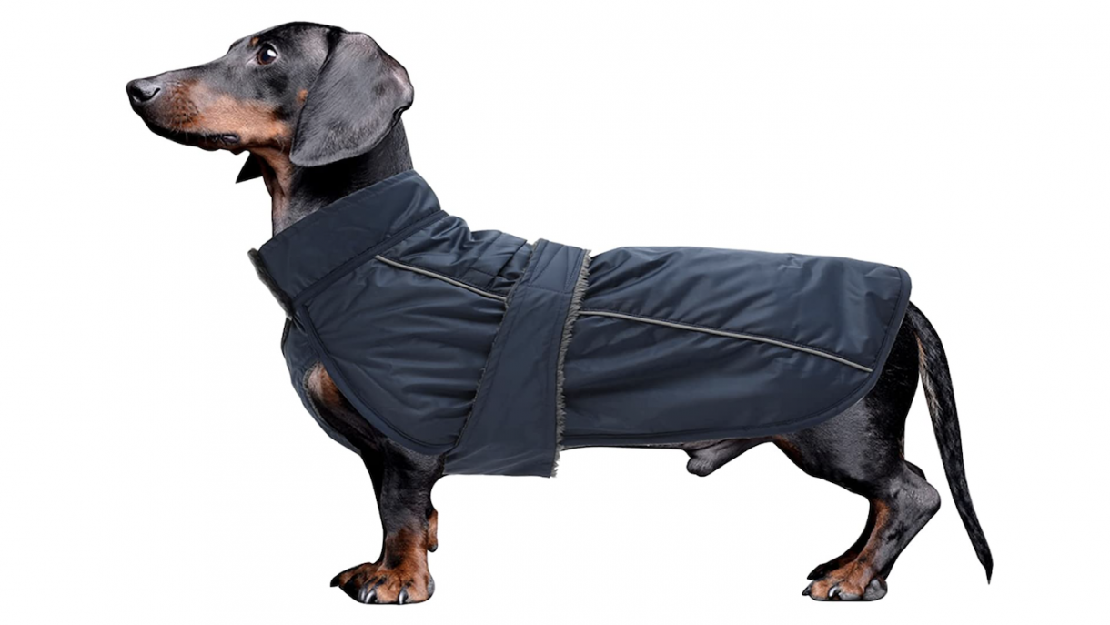 Best waterproof dog coats for warmth, dryness and style