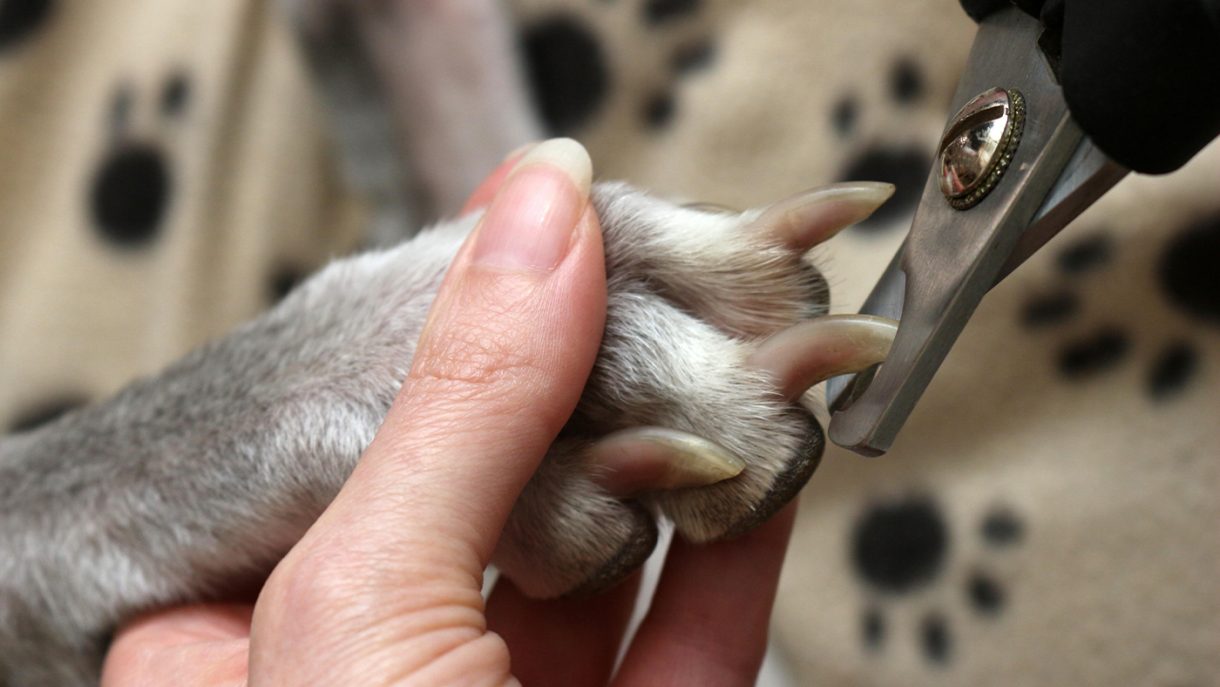 Top 5 Large Dog Nail Clippers With Quick Sensor Review