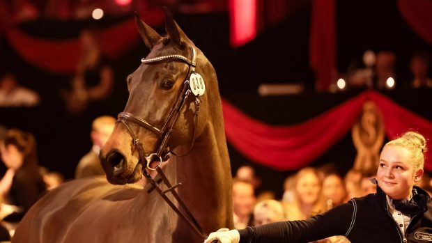 Chyazint pictured selling at the P.S.I. Auction