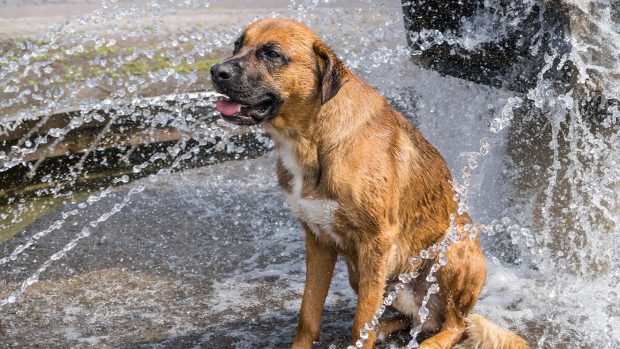 Dog being sprayed by water