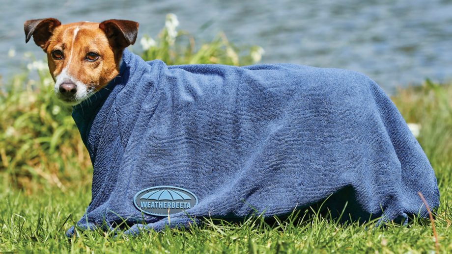 Best drying dog coats for wet pooches to dry off in style