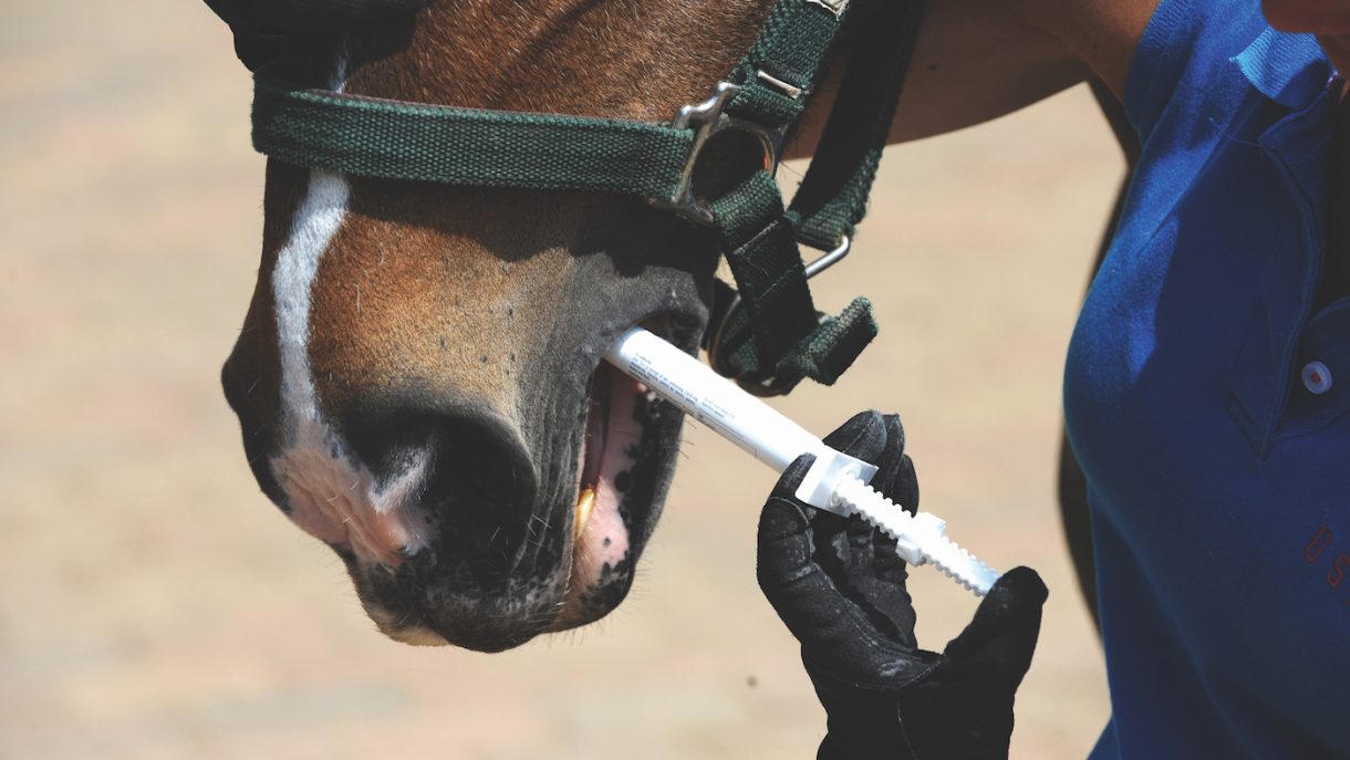 Worming horses what horse owners need to know Horse & Hound