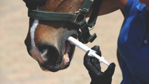 Pictured a horse being treated with an equine wormer.