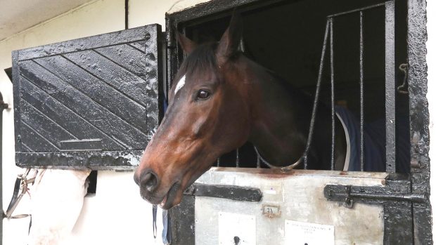 2EMH77X Altior during the visit to Nicky Henderson's yard at Seven Barrows, Lambourn. Picture date: Thursday February 25, 2021.
