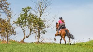 Rider hacking in open field