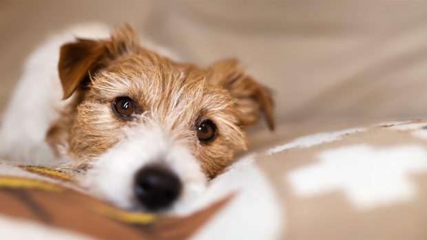 Old dog laying on a memory foam orthopaedic dog bed