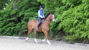 Napping horses: time spent training the horse to go forward from a leg cue is important