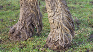 Close up of horse’s legs covered in mud