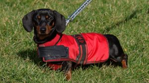 Dachshund wearing dog coat