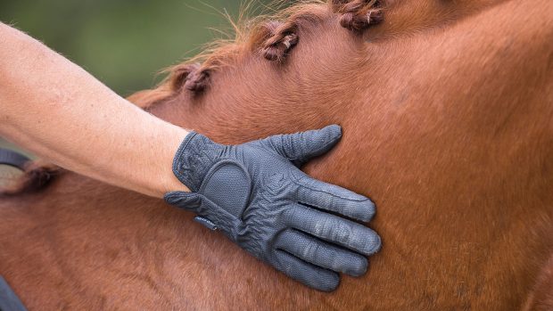 Rider patting horse on the neck wearing a cheap riding glove