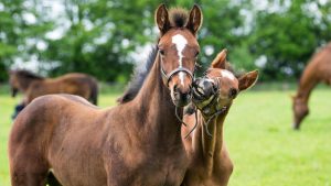 Cost of breeding: two thoroughbred foals playing in a field