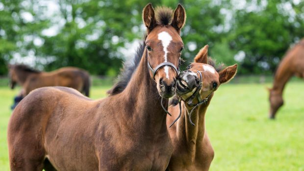 Gut bacteria research: image shows two thoroughbred foals playing in a field.