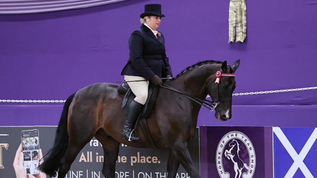 First Fandango and Hannah Chisman, pictured riding against the purple backdrop of Horse of the Year Show.