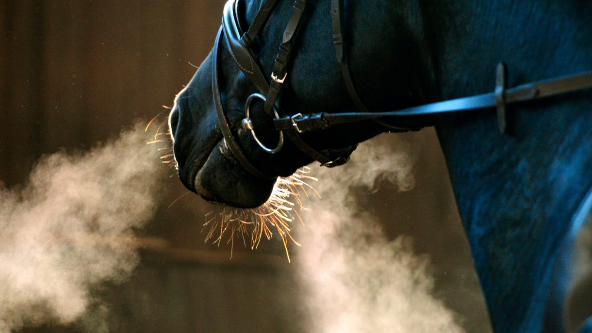 Respiratory supplements for horses what’s on the market?