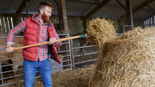 Man wearing gilet moving straw in a barn