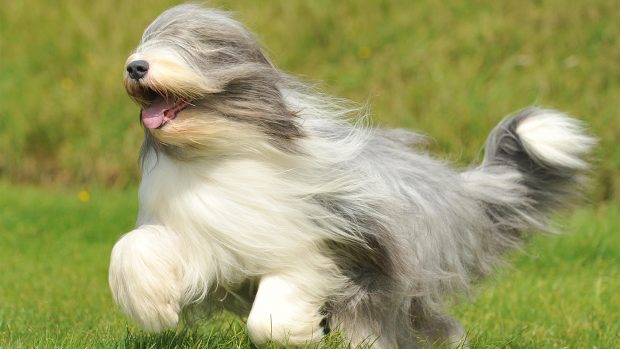 A bearded collie with a long flowing coat that has benefitted from a dog conditioner