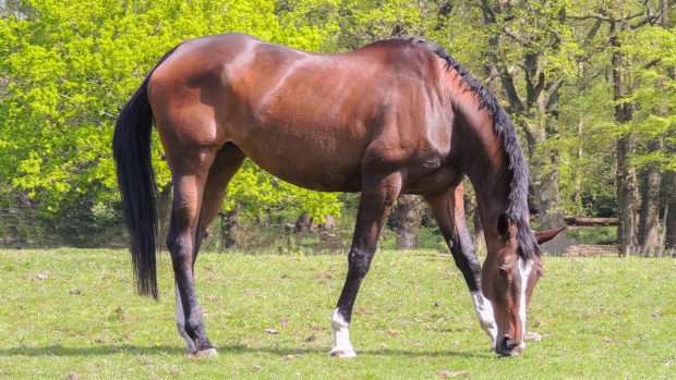 Thoroughbred Horse Grazing