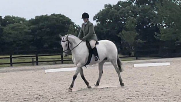 Sedgwick Countys Horse Deaths A Wake Up Call For Horse Owners - tu7k15k