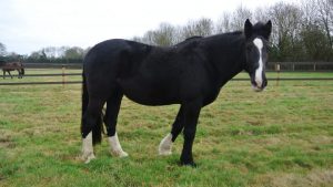 Former Metropolitan police horse Jedburgh, pictured, has died in retirement aged 21