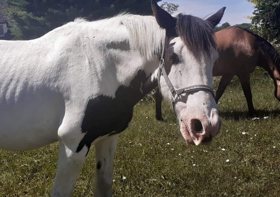 How many more horses have to die? Heartbreak as pony put down after new