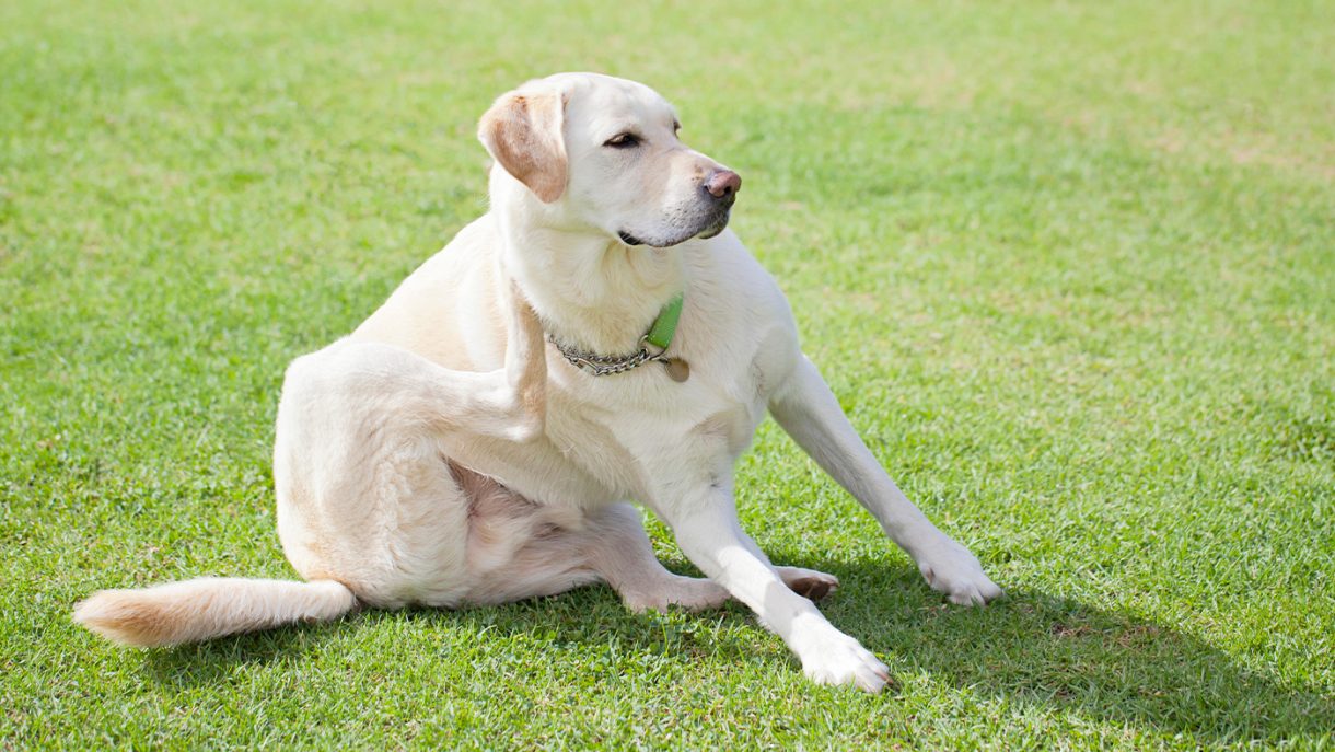 How to fatten up a dog simple steps to help your pup gain weight