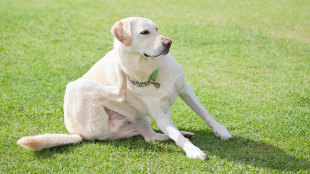 Dog scratching that might benefit from the best dog food for allergies