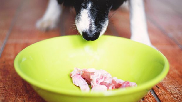 Dog sniffing raw meat dog food in bowl