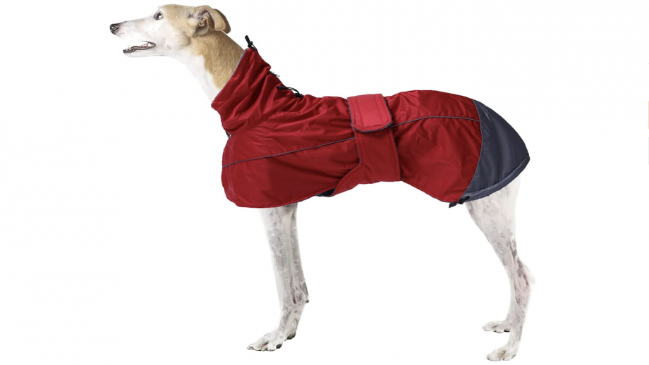 Best dog coats for wet walks, warmth and drying off