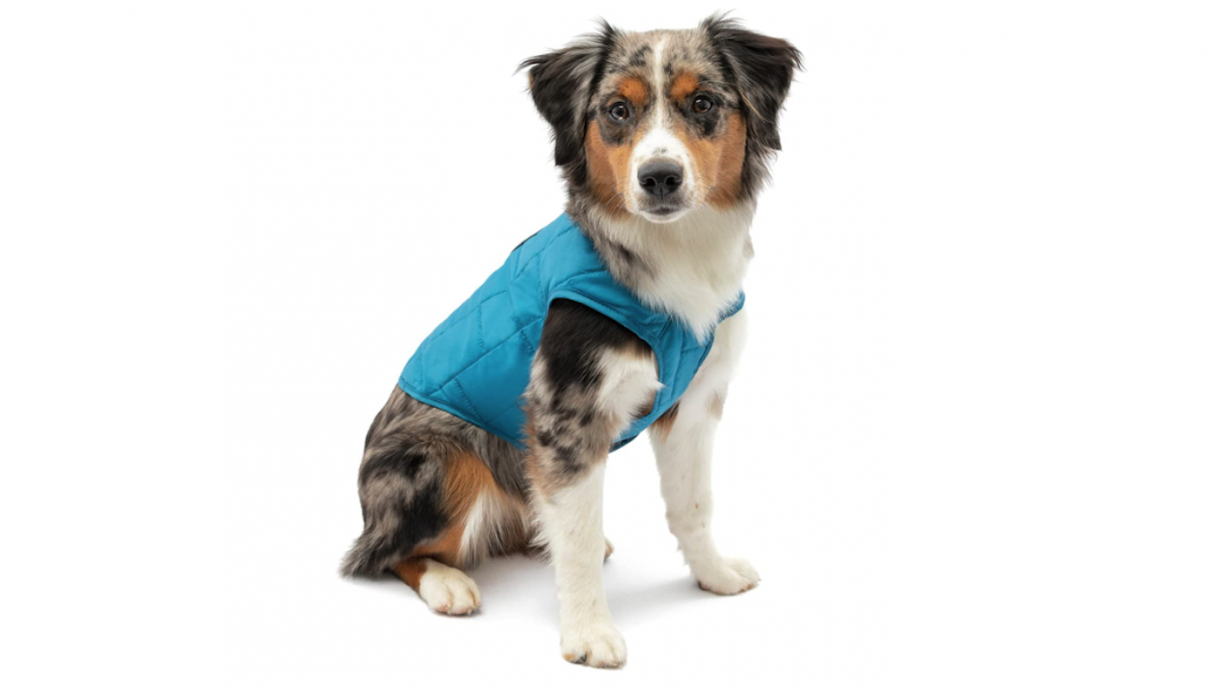 Best dog coats for wet walks, warmth and drying off