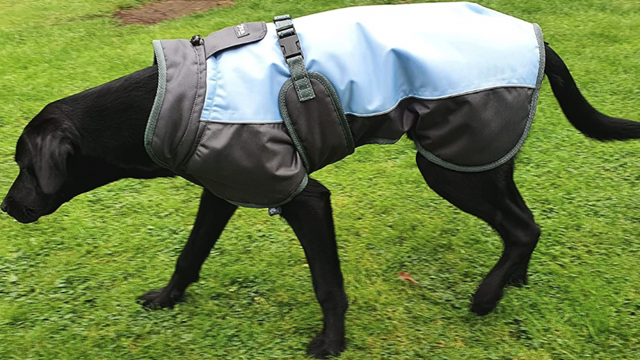 Best dog coats for wet walks, warmth and drying off