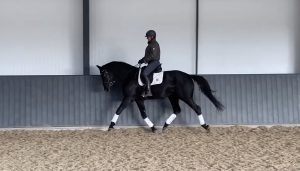 Fiona Bigwood and her new horse Newton Silvernite