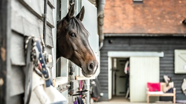 A horse looking out over a stable yard
