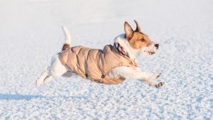 Dog running in snow wearing coat