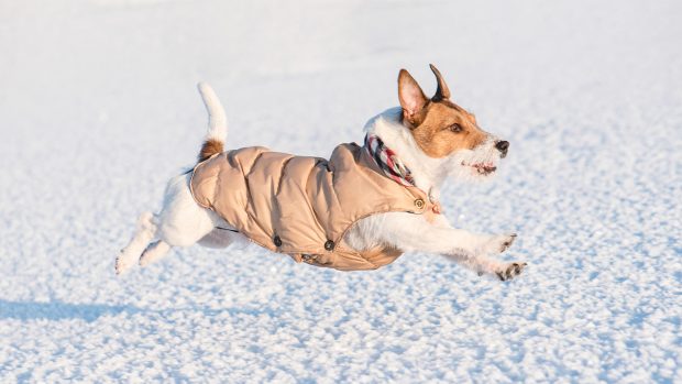 Dog running in snow wearing coat